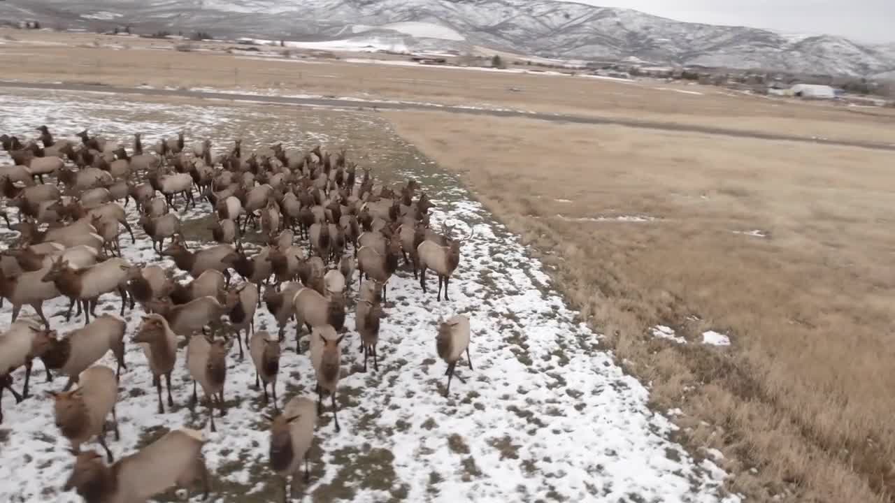 Aerial Shot Of A Beautiful Herd Of Elk Grazing In Field