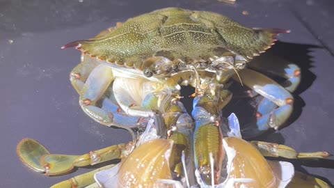 Crab Molts From Its Shell