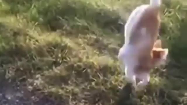 The Cat🤣🤣