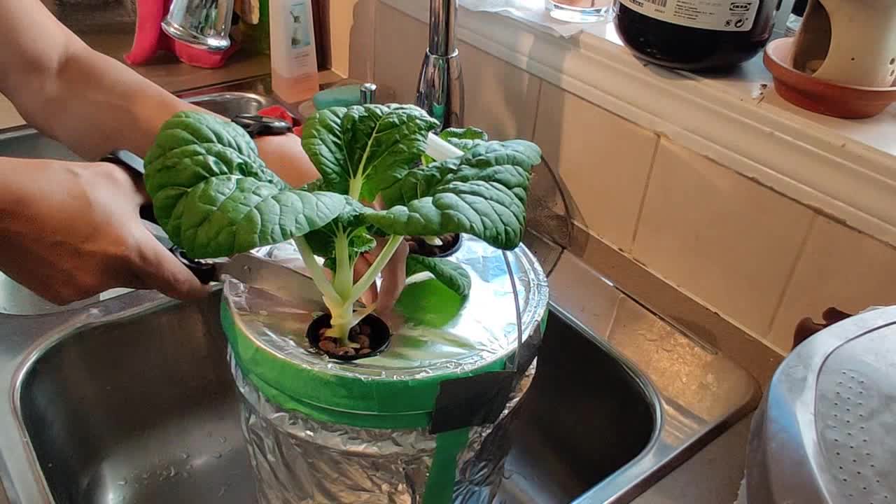 Hydroponic Bok Choy