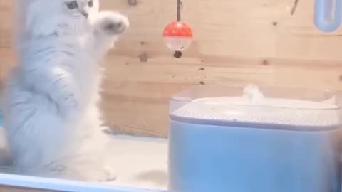 Funny Cute Cat Video 😂😂