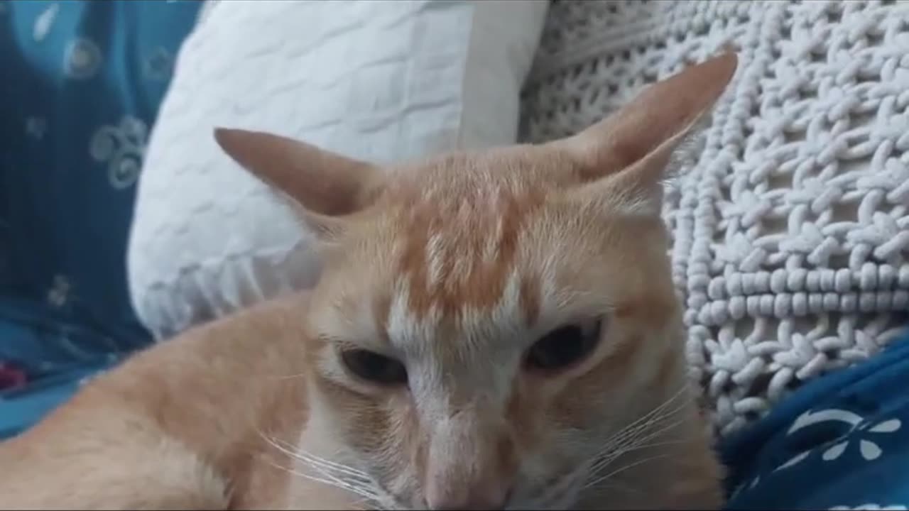 Helicopter Ears Maddy #cat #funnycats #pets #cat #laugh #funnyanimals #funnyshorts