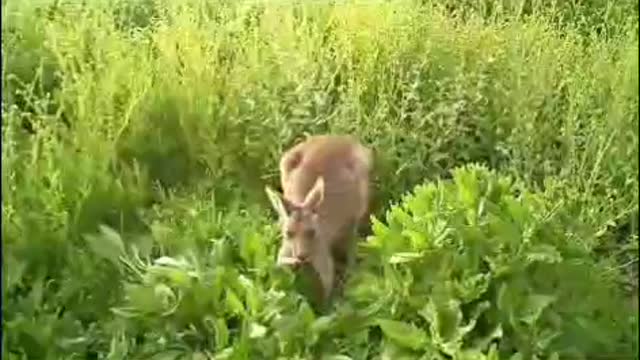 BABY KANGAROOS FUNNY WILD LIFE, Animals Videos [Try not to 🤣 LAUGH]