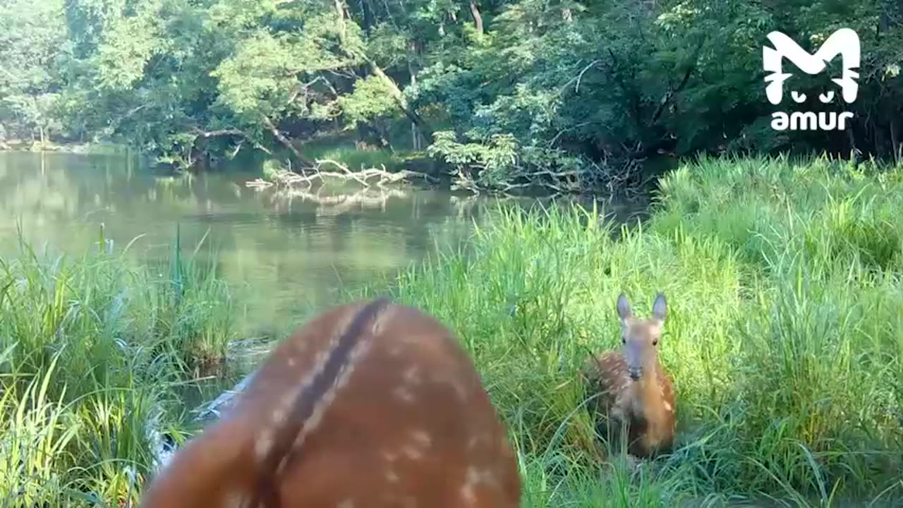 Counting Bambi’s