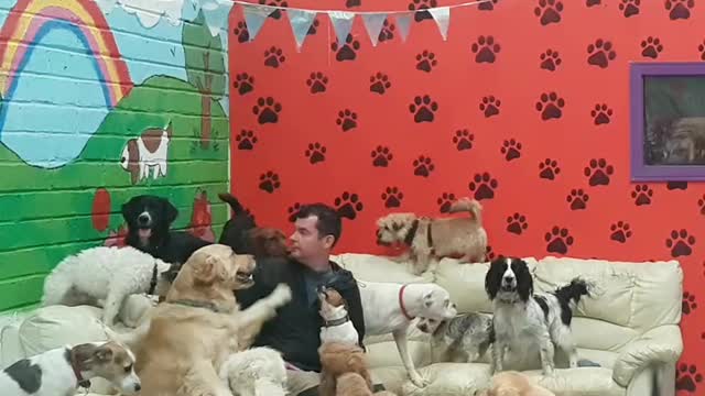 Extreme doggy cuddles at animal daycare