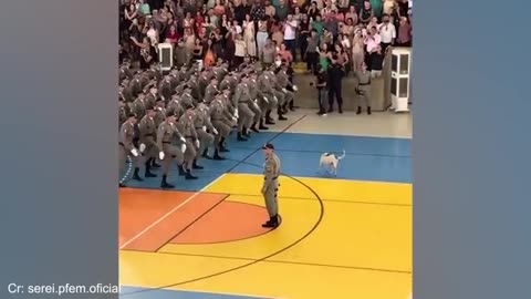 Funny DOGS videos 2024 🤣🐶 New Funniest Animal Videos