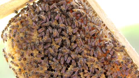 HONEY BEE 🐝 FARMING 🧺