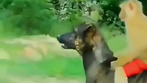 Dog and monkey funny videos