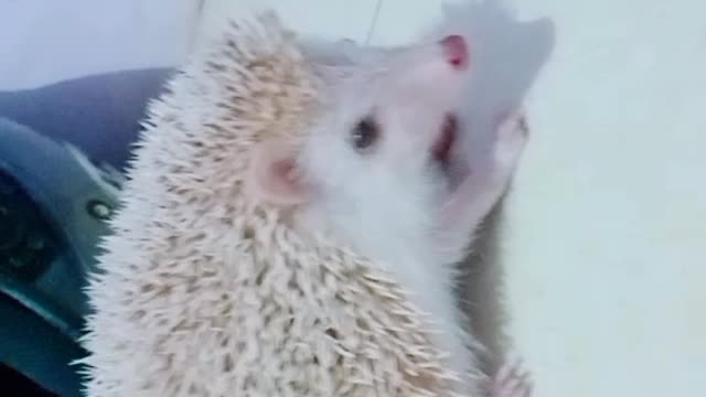 the cutest animal in the world