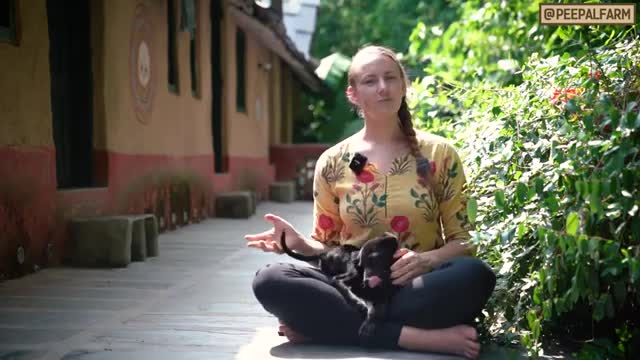 How to adopt a stray dog | Adopt street dog | Adopt Indian street dog | Dog care tips