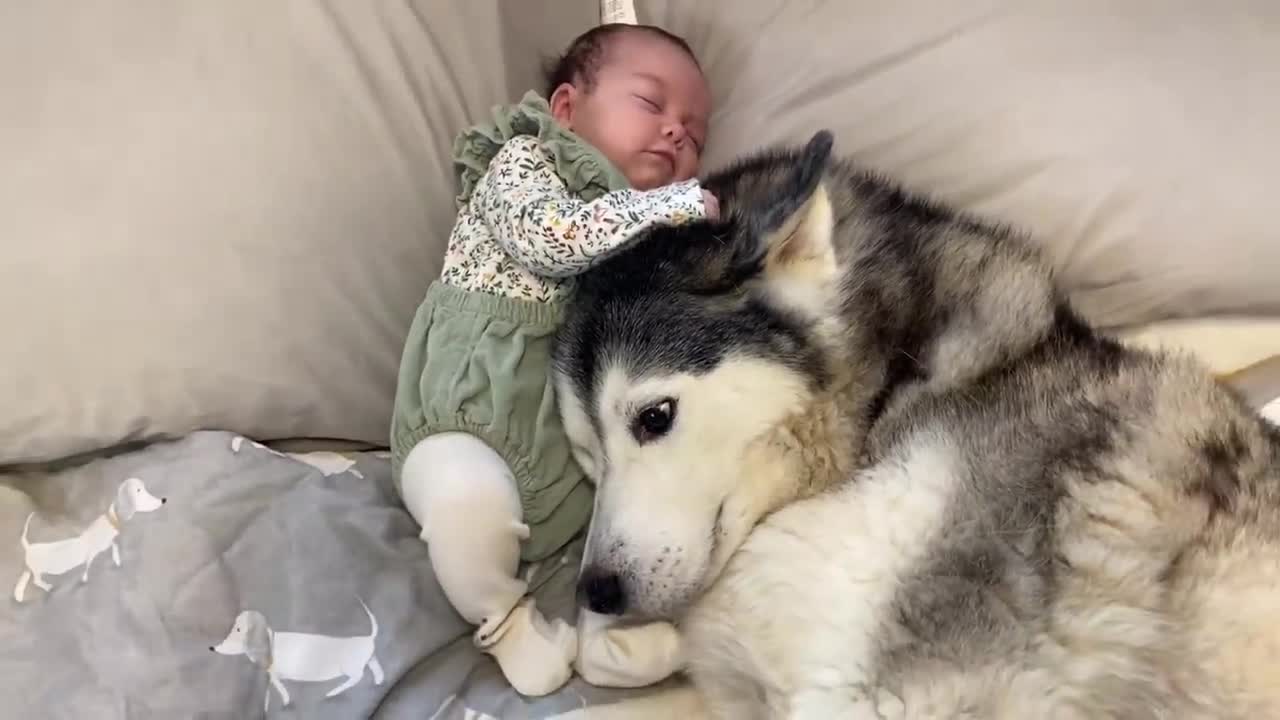 Husky Stops Baby Crying In The Cutest Way!! [CUTEST VIDEO EVER!!]