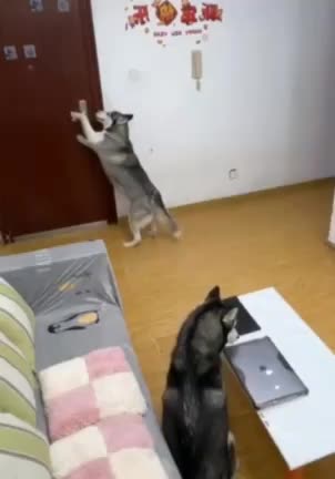 This dog is beyond what you think