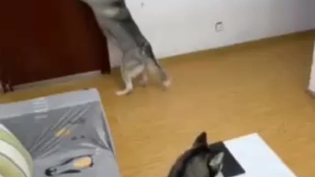 This dog is beyond what you think