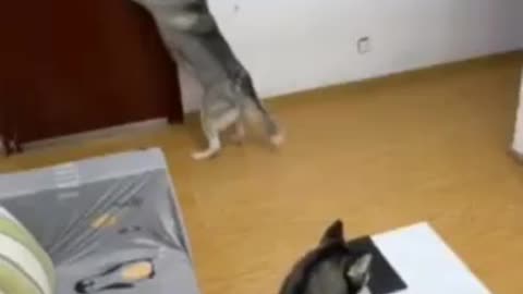 This dog is beyond what you think