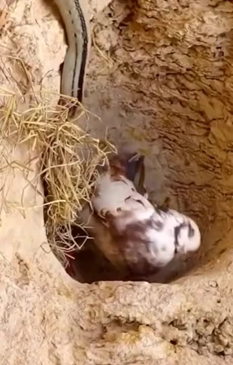 best video action animal | amazing video animal | 2022 #shorts