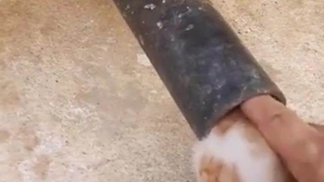 Innocent cute cat rescued by humble man