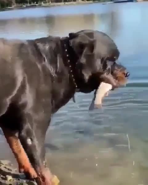 The dog is a fisherman