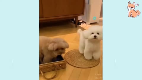 You will laugh at all the DOGS 🤣 Funny DOG Videos 😂🐶