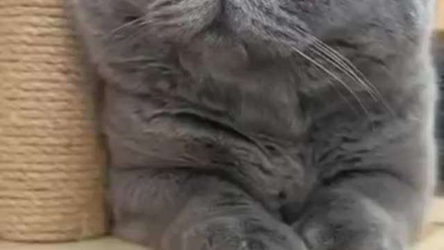 Cat reaction