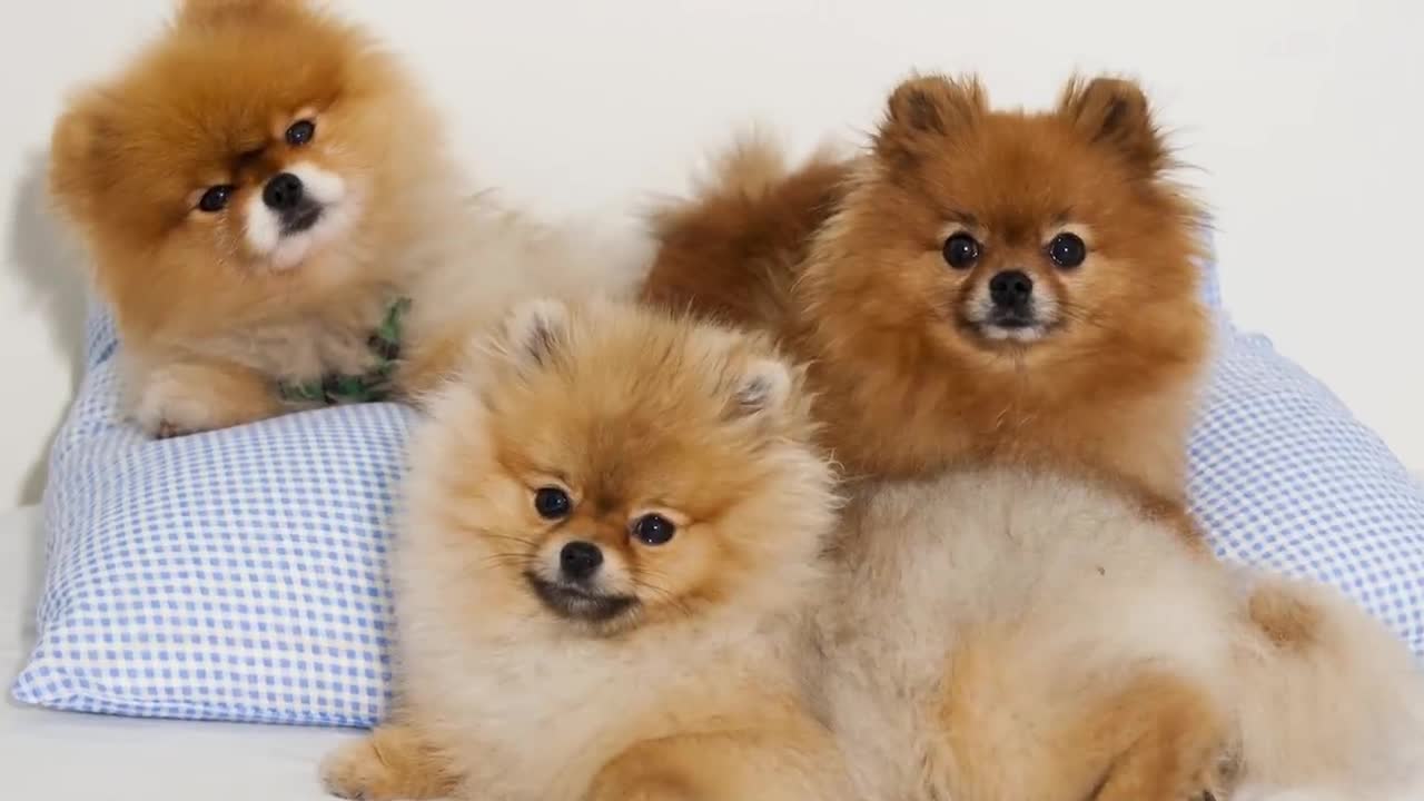 The cutest dog breeds in the world!