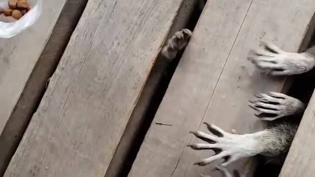 Woman Feeds Bunch Of Raccoons Under Her Porch