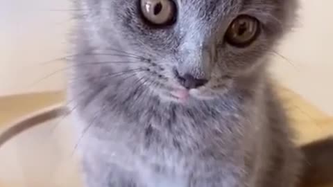 Lovely cats are playing funny videos