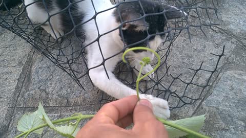 THE STREET CAT CAME AND STAYED AT MY HOUSE - HE PLAYS WITH GRAPE BRANCHES - 6