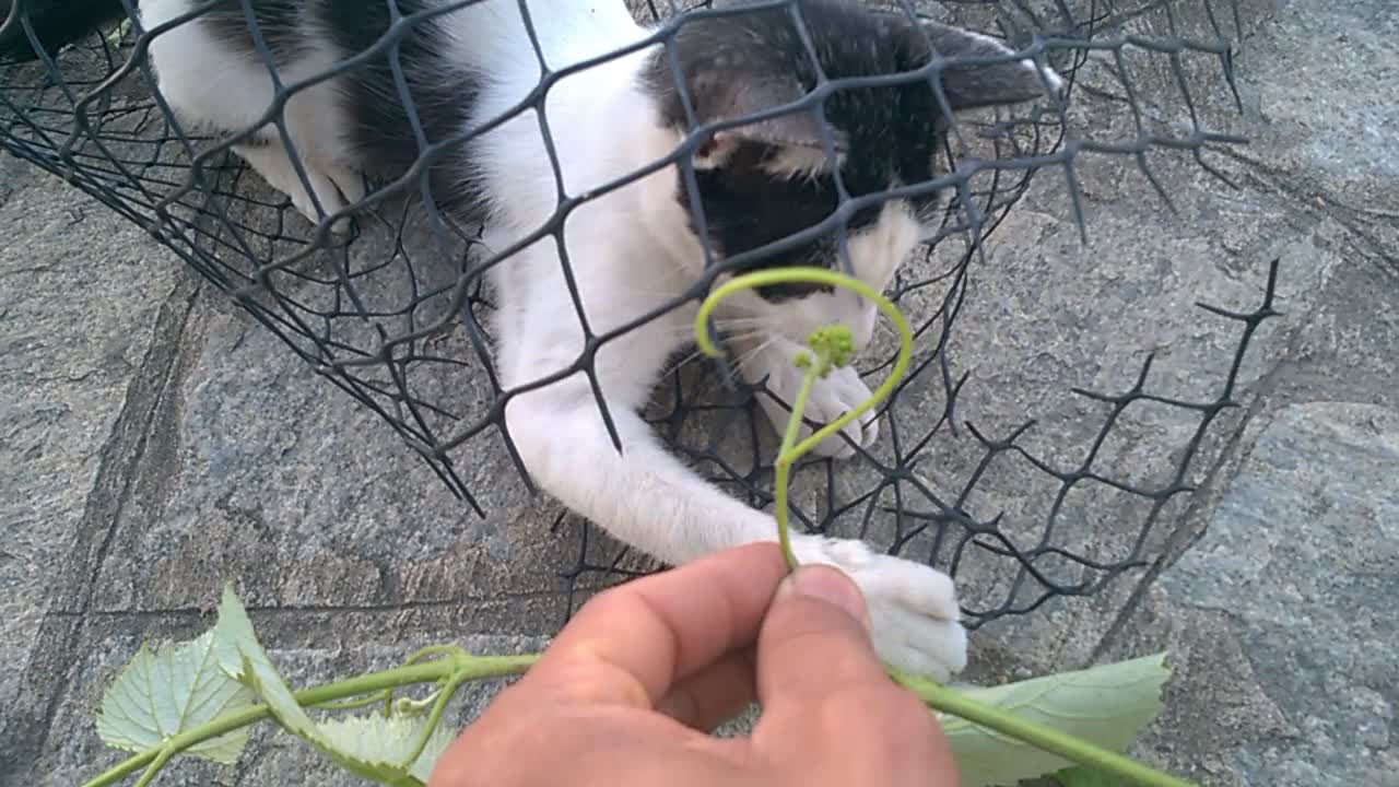 THE STREET CAT CAME AND STAYED AT MY HOUSE - HE PLAYS WITH GRAPE BRANCHES - 6