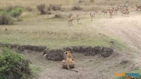 deer lucky escape from lion best vedeo
