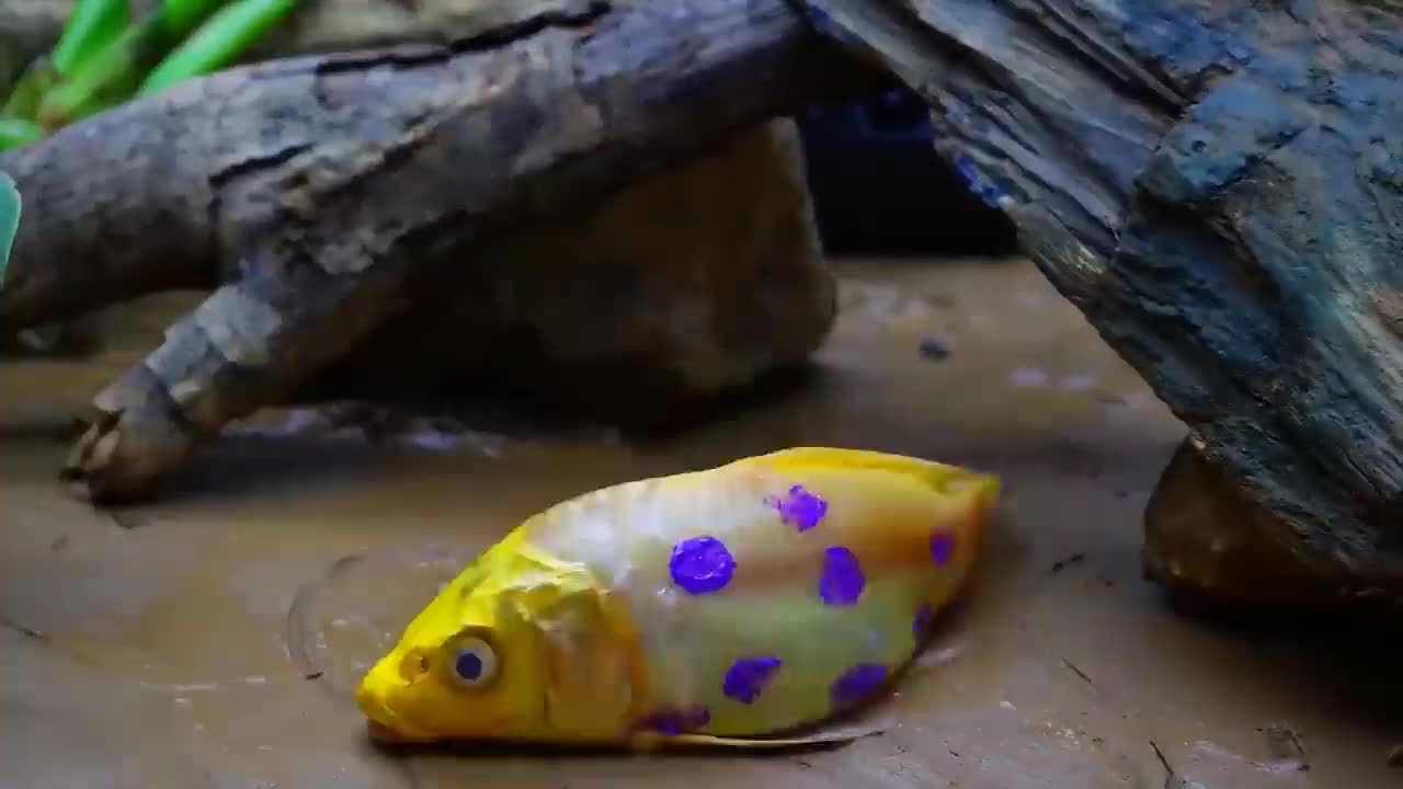 Spotted Fish Funny Experiment Video