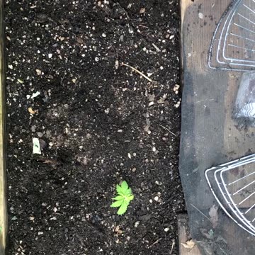 Cannabis Garden 2024: Sprouts