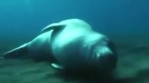 Just sleep in the sea