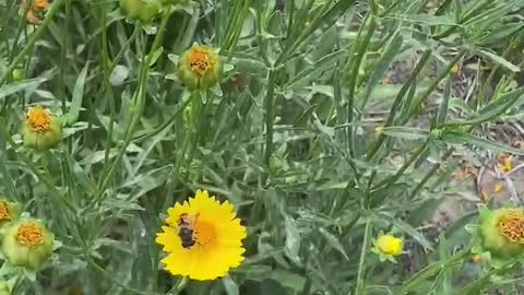 Birds chirping and flowers fragrant, workers who diligently gather honey