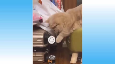 Cute and Funny Pet Video compilation 2