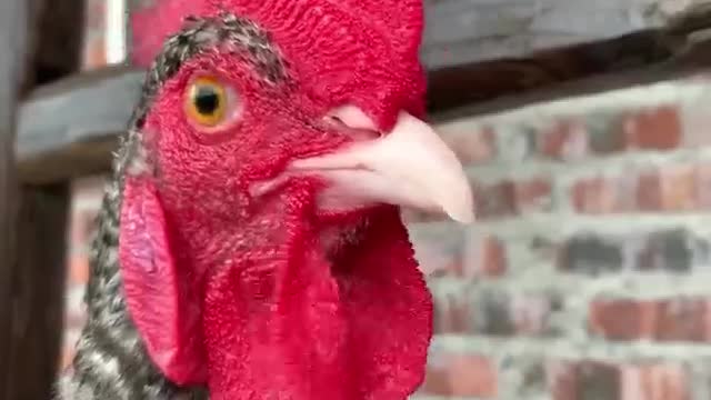 big cock