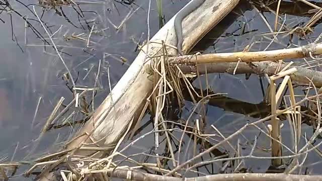 Water Snake