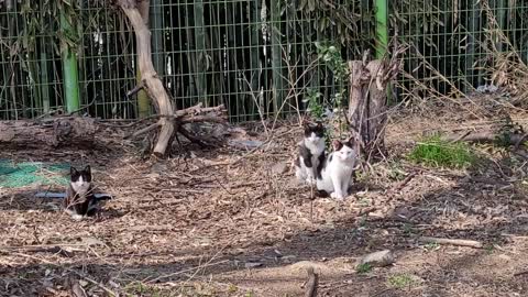 sibling cats