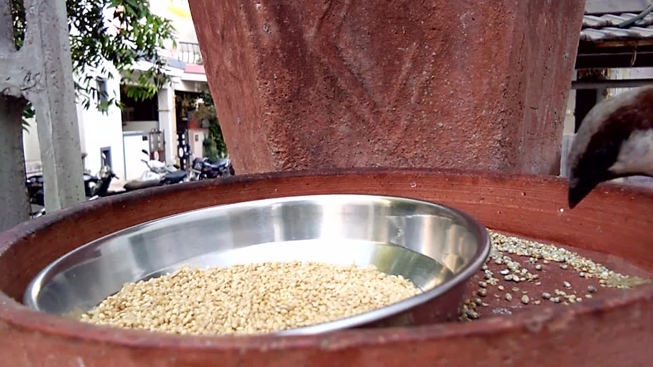 Sparrow Eating Seeds