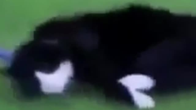 Funny cats, the cat drags over the grass