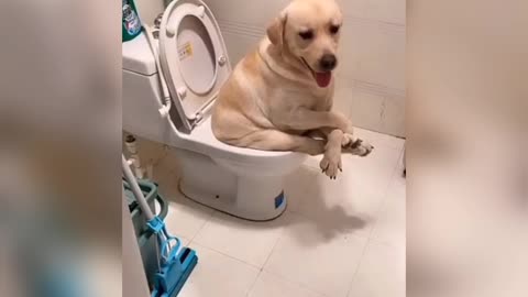 Perro que va al baño solo