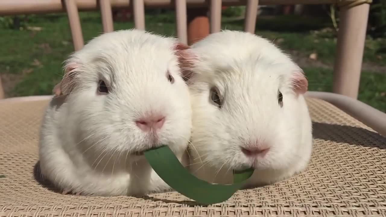 Guinea pigs Play Tug of war with blade of grass