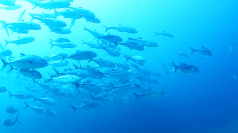 School of fish swimming