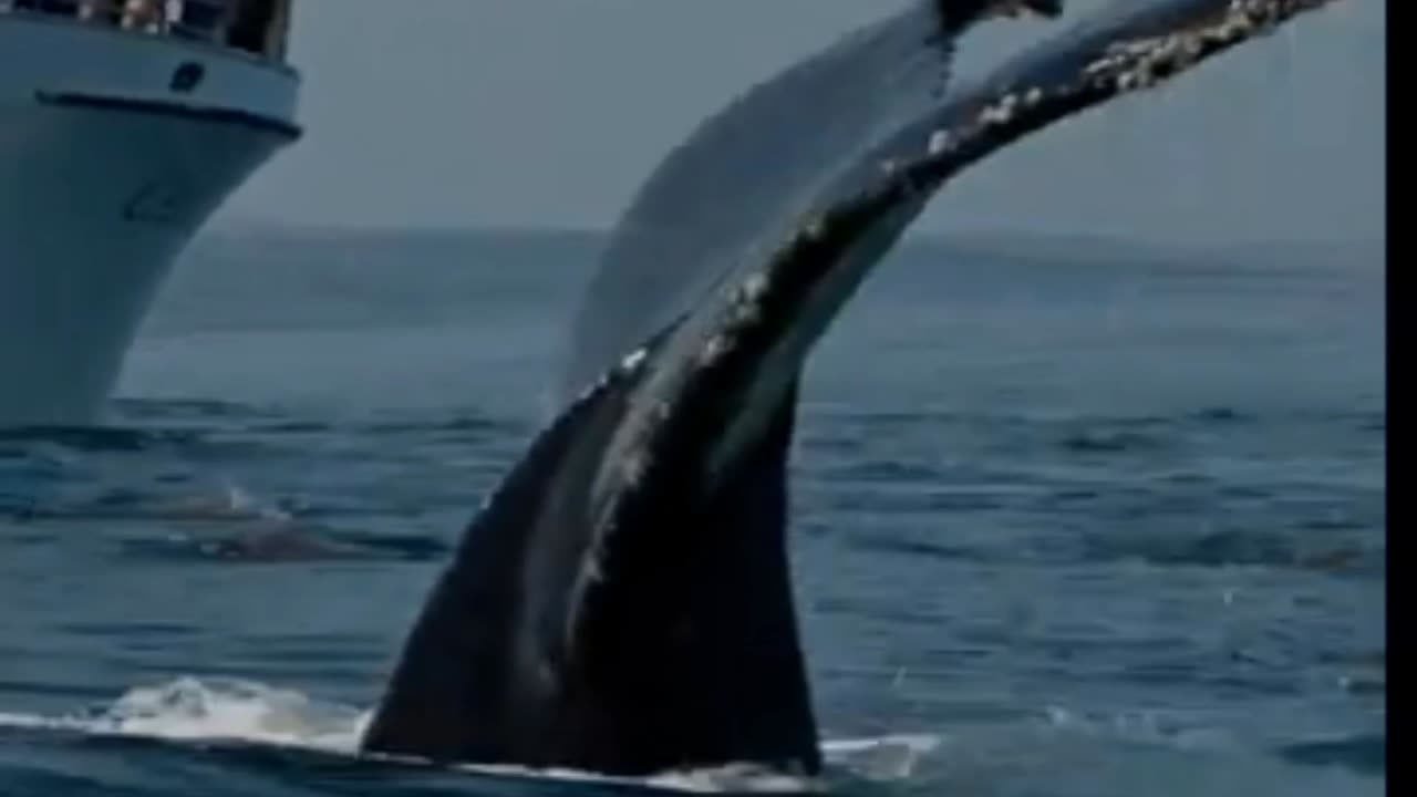 Humpback fluking up infront of whale watchers