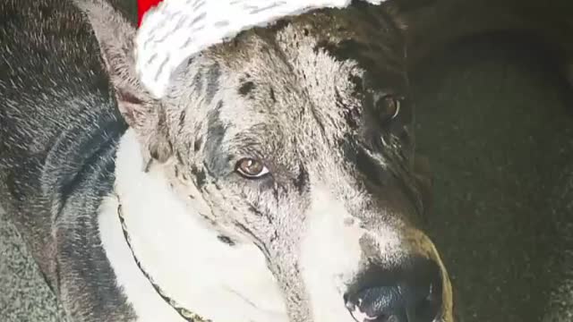 Great Dane Video 30