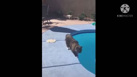 Cat falls into the pool, very funny!