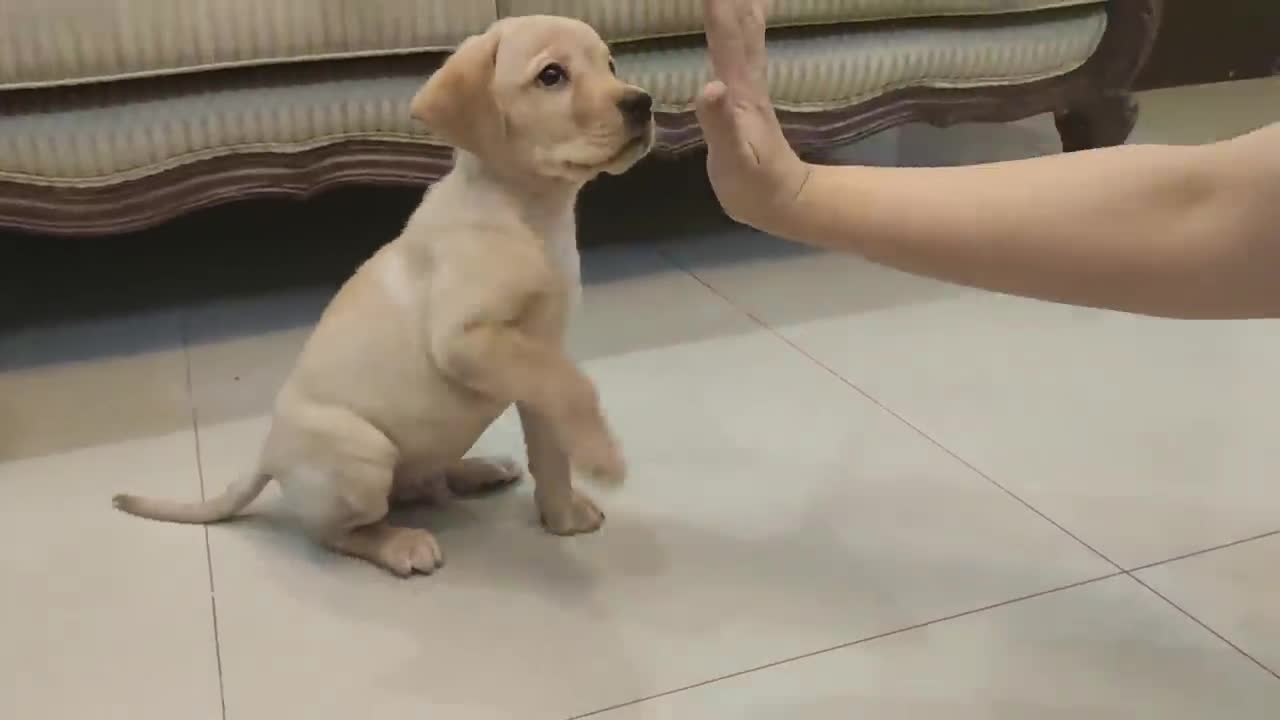 LABRADOR PUPPY TRAINING