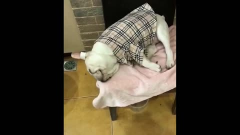 Dogs funny videos