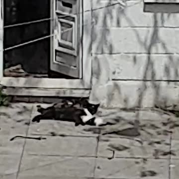 😻😻😻Black mummy cat playing with hyperactive cute kittens😻😻😻