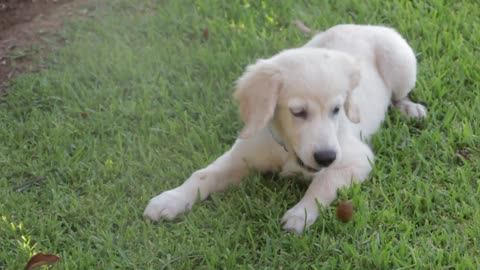 dog enjoying the lawn