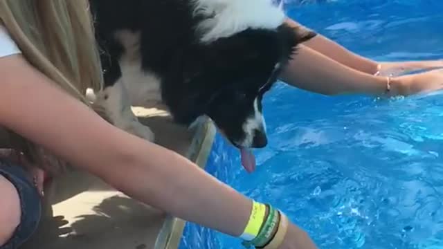 Dog tries to eat pool water